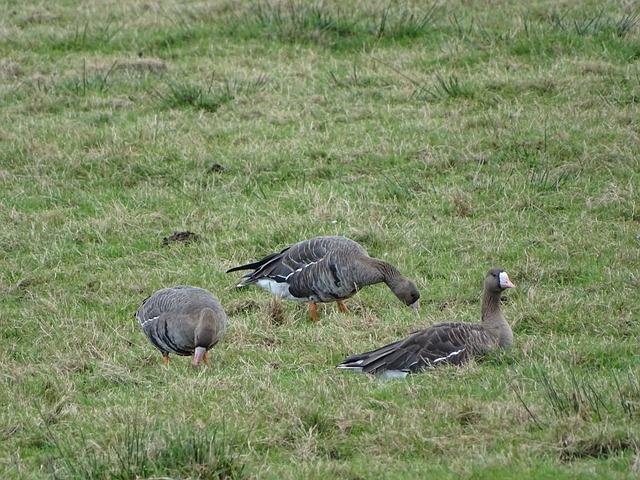杯賽事中完 杯賽事中完